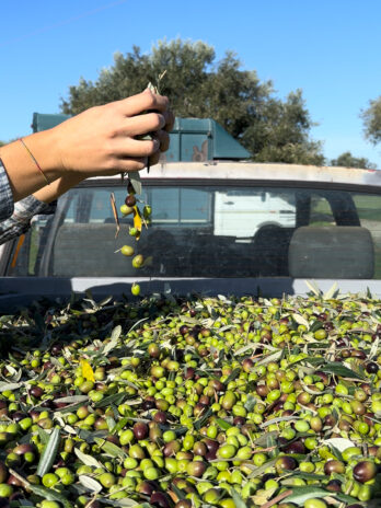 Il sollievo – 1 lt